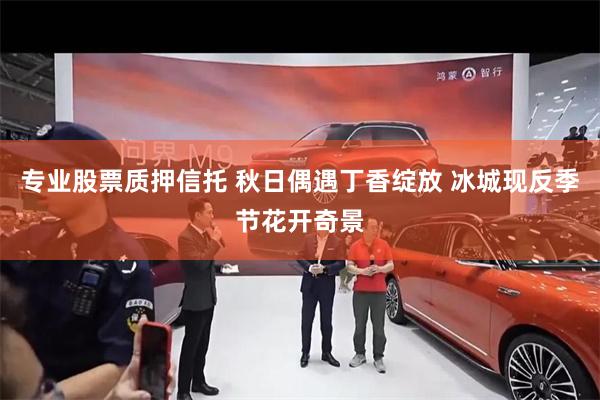 专业股票质押信托 秋日偶遇丁香绽放 冰城现反季节花开奇景
